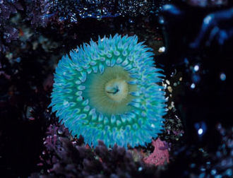 How long do sea anemones live?